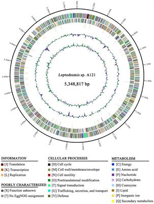 Characterization of a Novel Hot-Spring Cyanobacterium Leptodesmis sichuanensis sp. Nov. and Genomic Insights of Molecular Adaptations Into Its Habitat